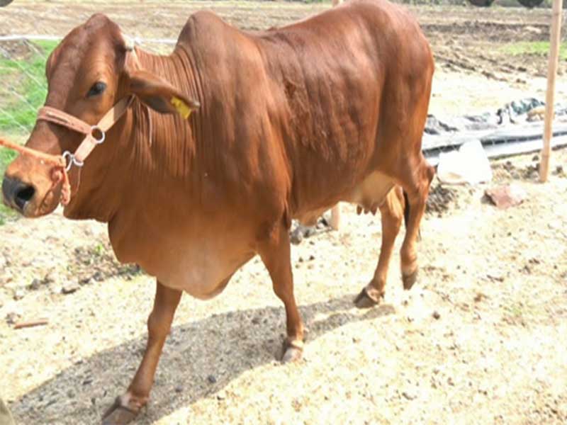Get an overview of Sahiwal cows and their benefits