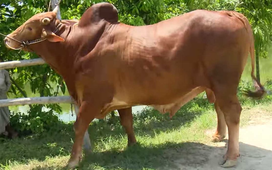 red-chittagong-cattle