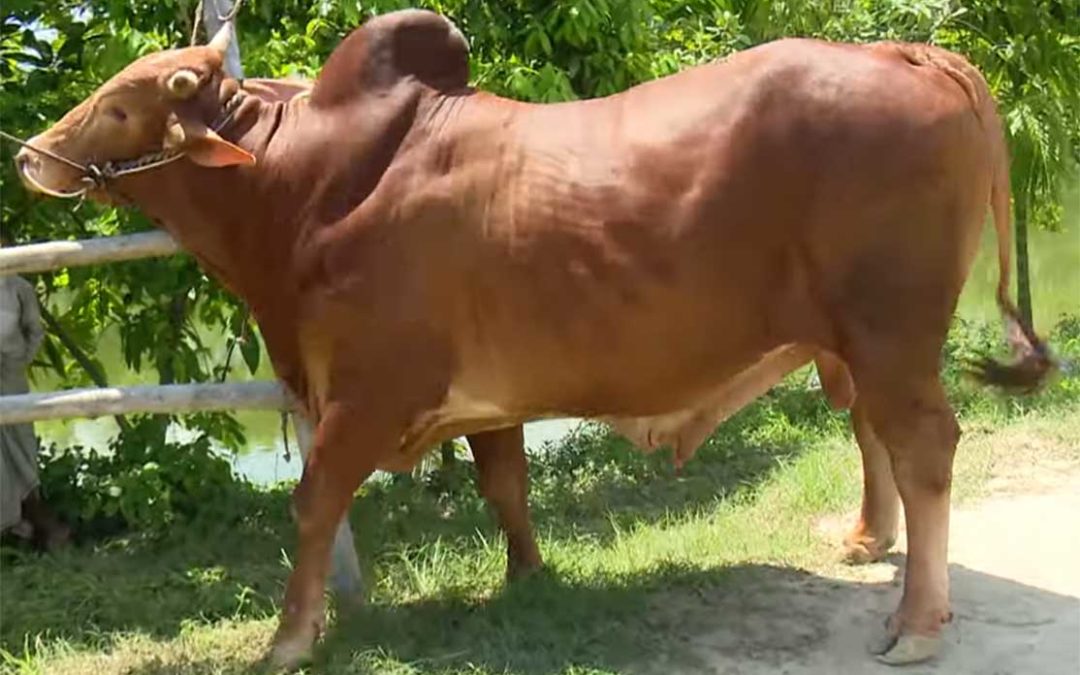 Red Chittagong Cattle