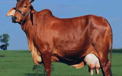 Red Sindhi Cow, the Perfect Livestock Animal
