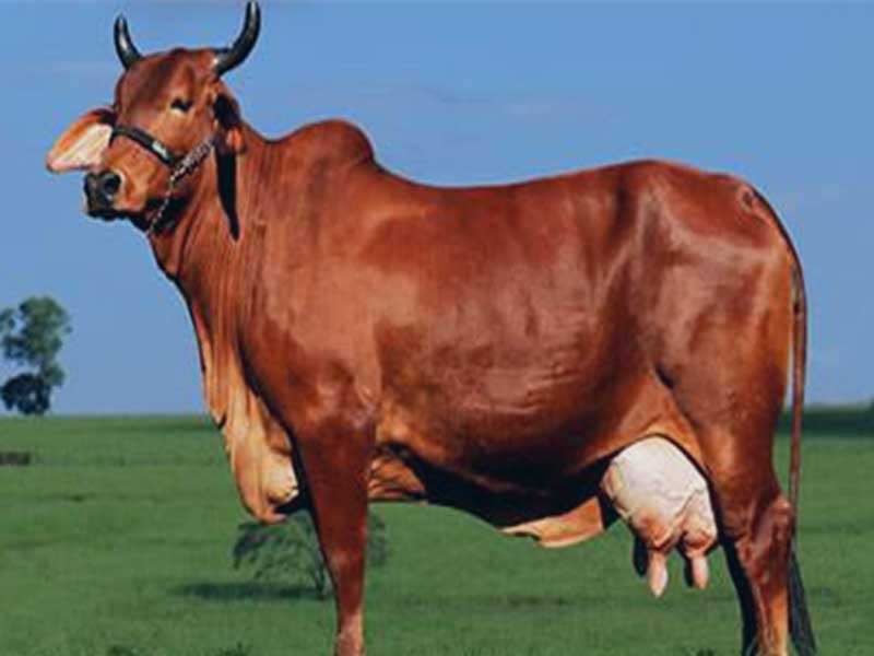 red sindhi cow