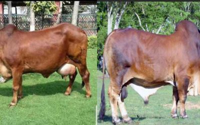 Difference between Sahiwal and Red Sindhi Cow